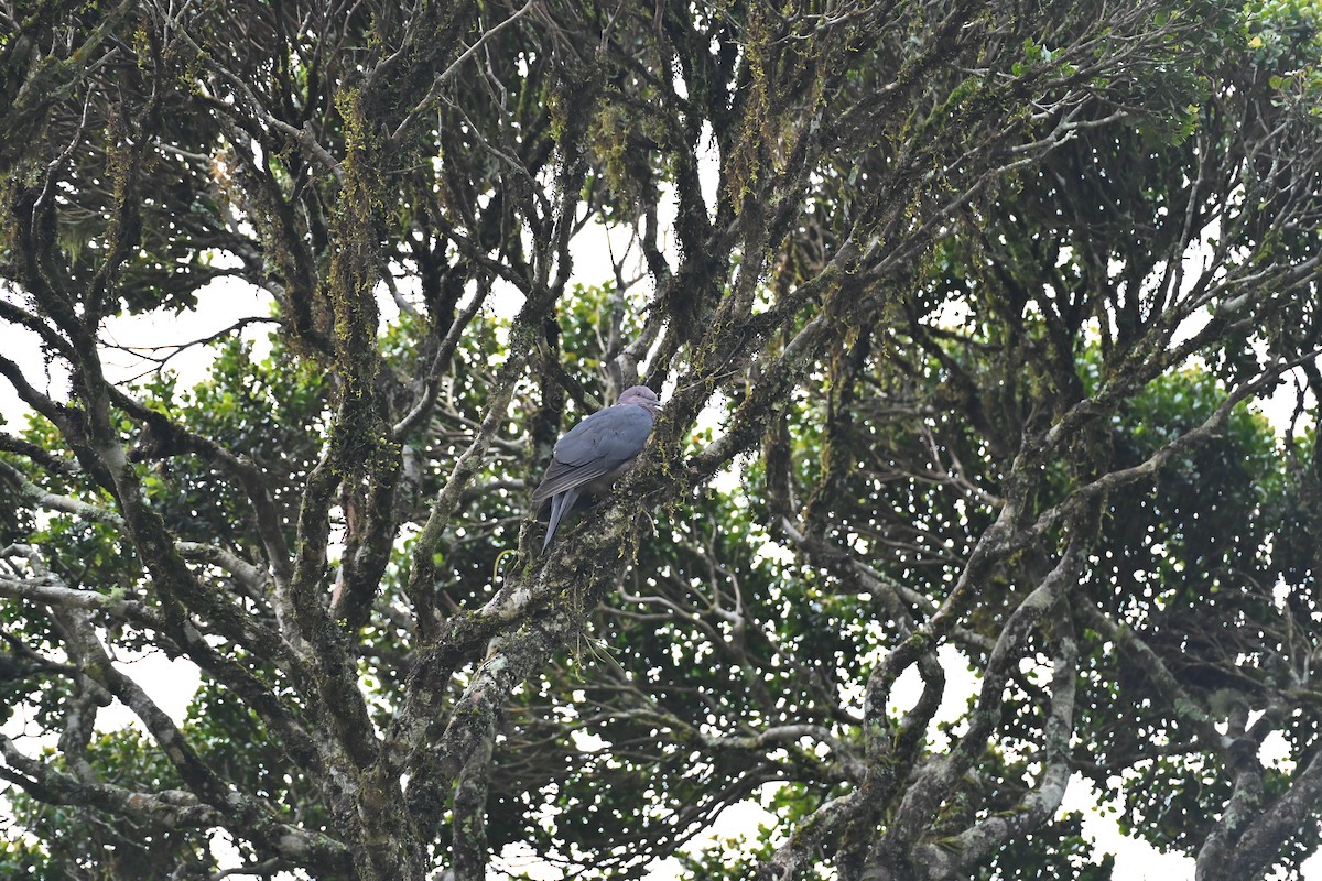 Sri Lanka Wood-Pigeon - ML643870505