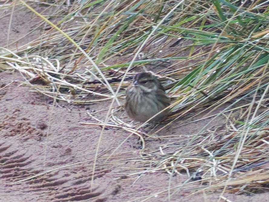 Black-faced Bunting - ML643870507
