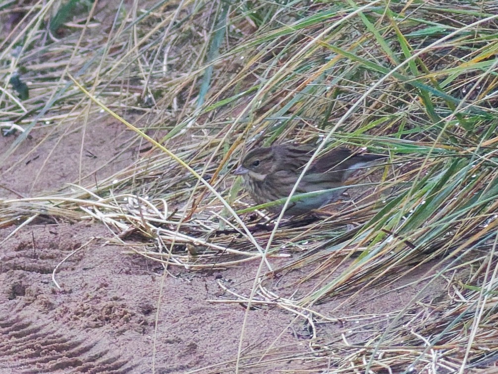Black-faced Bunting - ML643870508