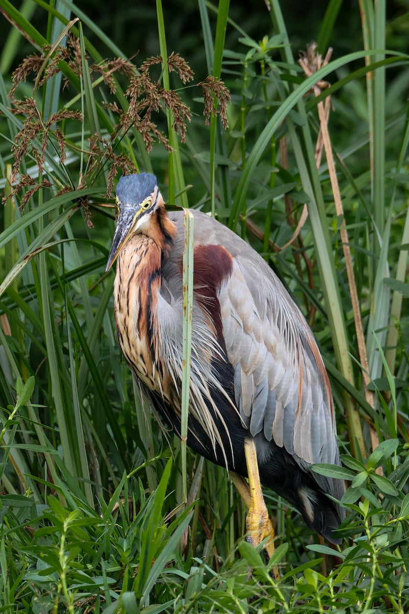 Purple Heron - ML643870509