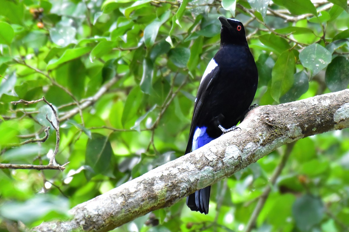 Asian Fairy-bluebird - ML643870510