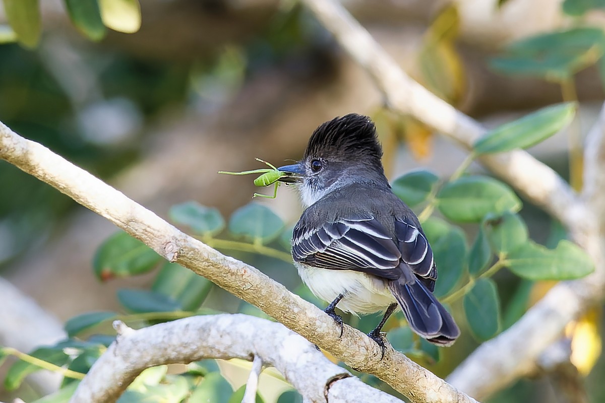 Loggerhead Kingbird - ML643870511