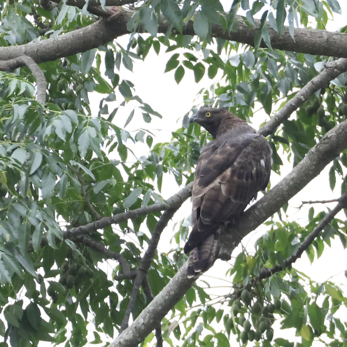 Oriental Honey-buzzard - ML643870512