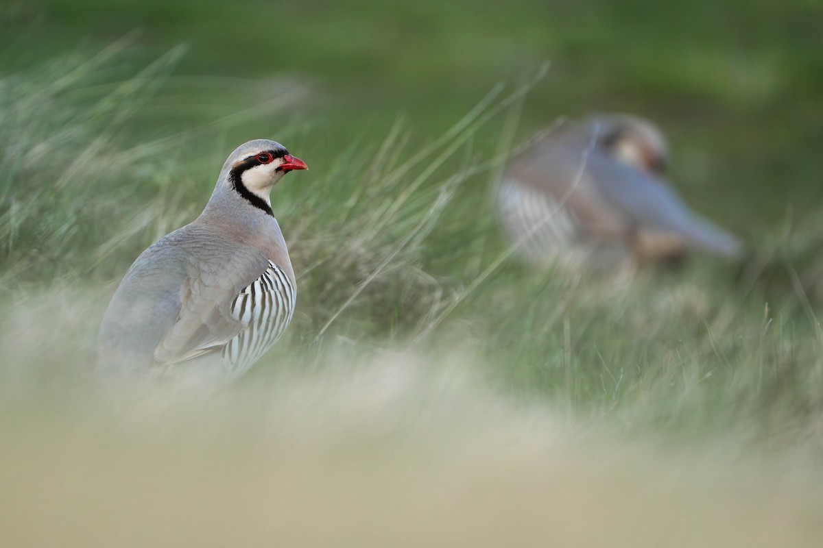 Chukar - ML643870514