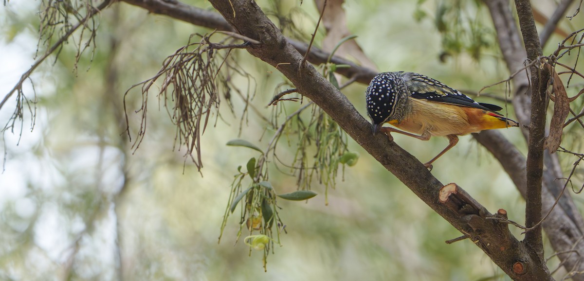 Spotted Pardalote - ML643870523