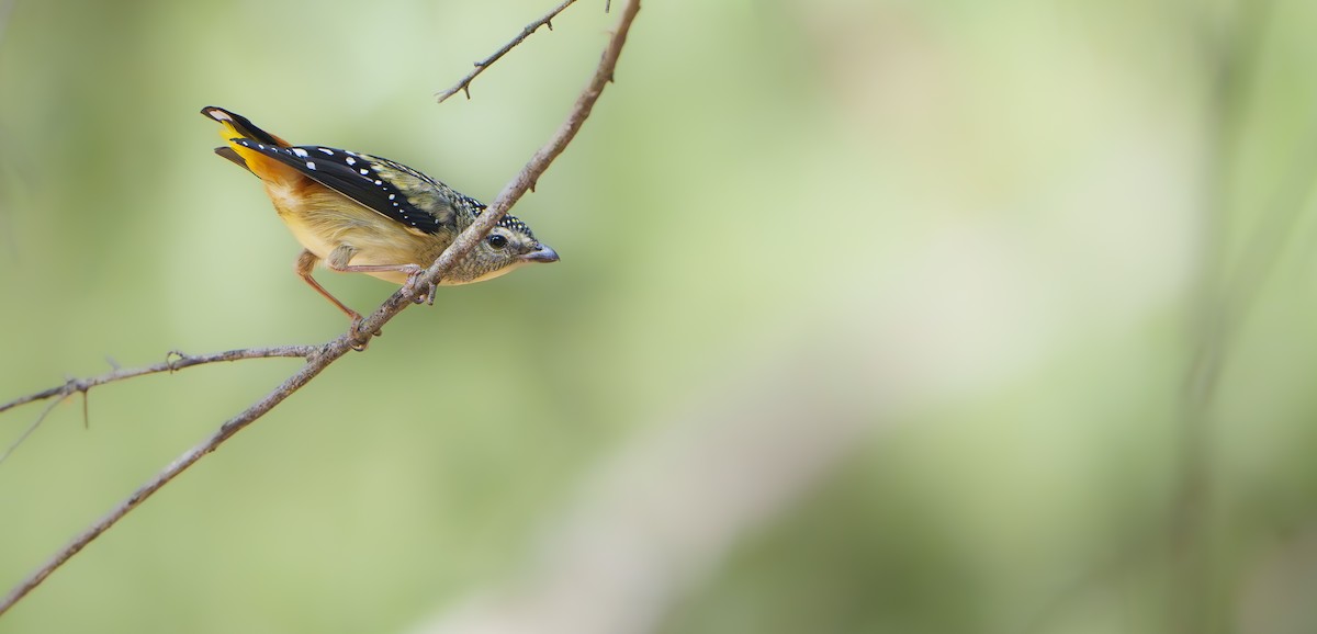Spotted Pardalote - ML643870524