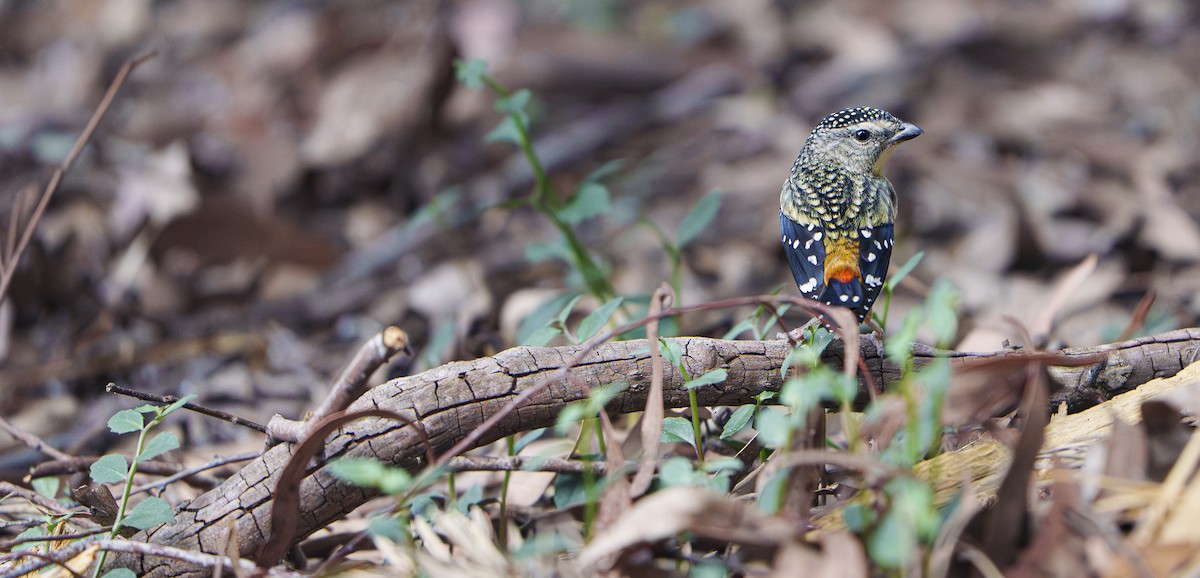 Spotted Pardalote - ML643870525