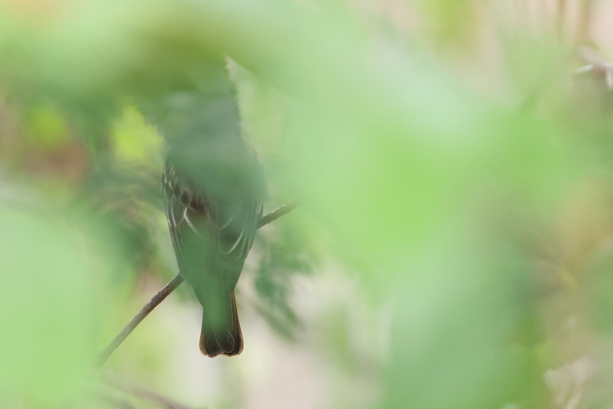 Variegated Flycatcher - ML643870526