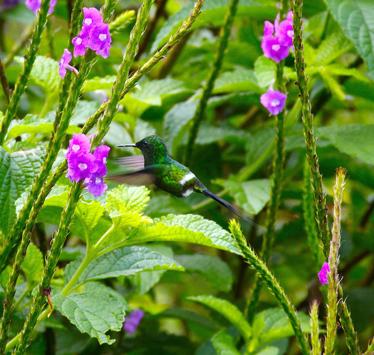 Green Thorntail - ML643870527