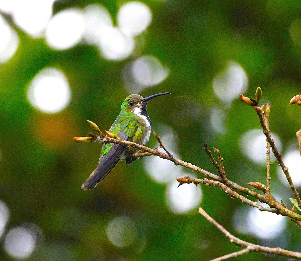 Green-breasted Mango - ML643870532