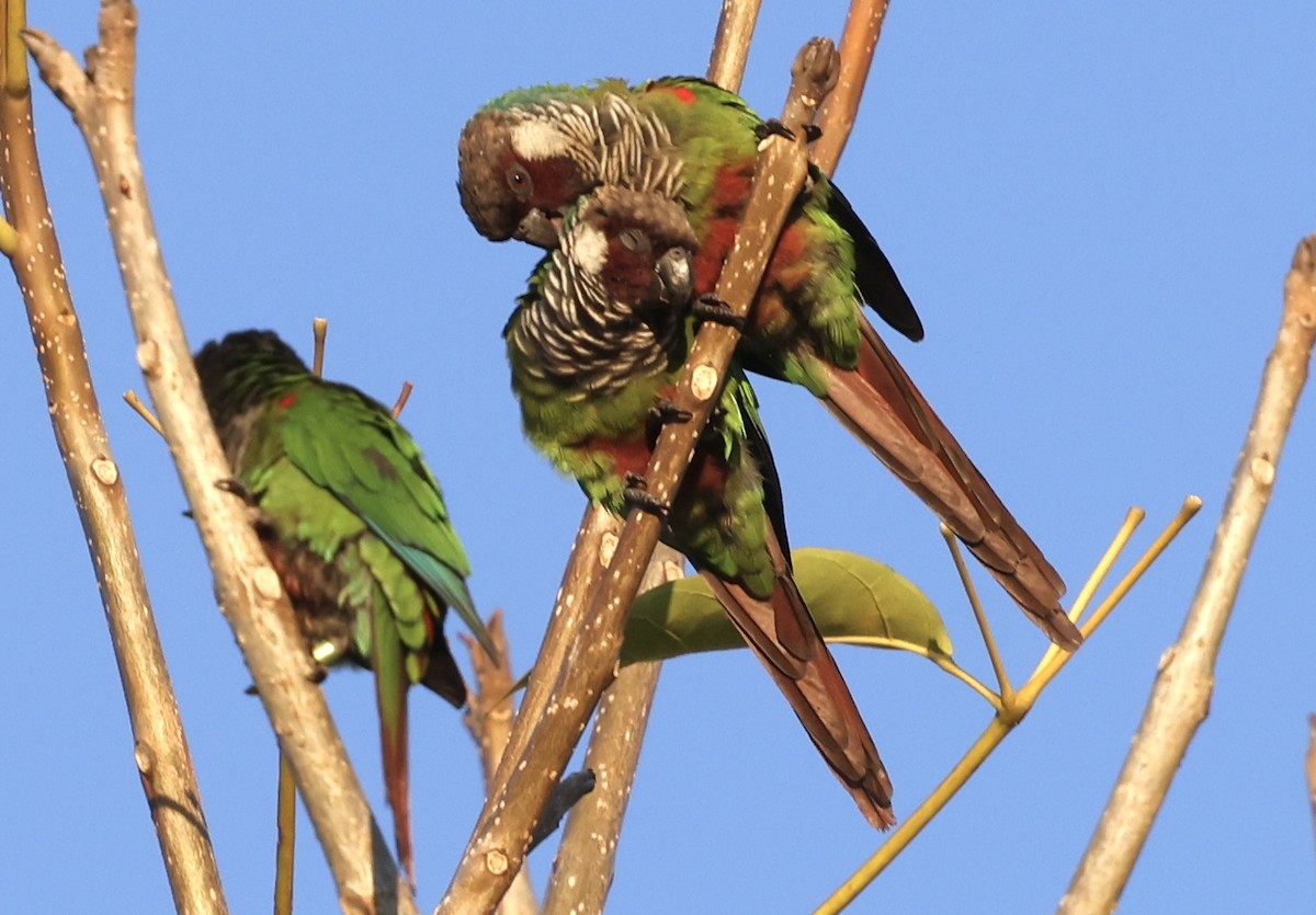 Gray-breasted Parakeet - ML643870533