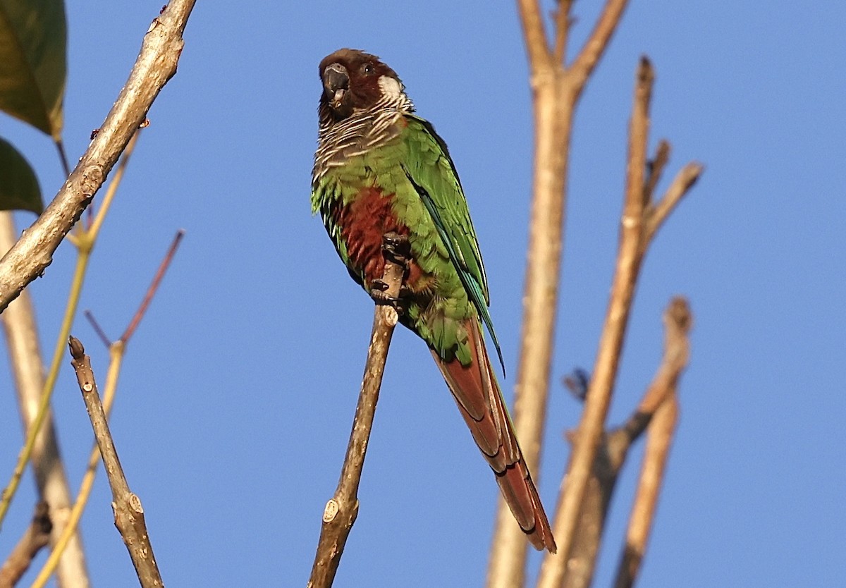 Gray-breasted Parakeet - ML643870534