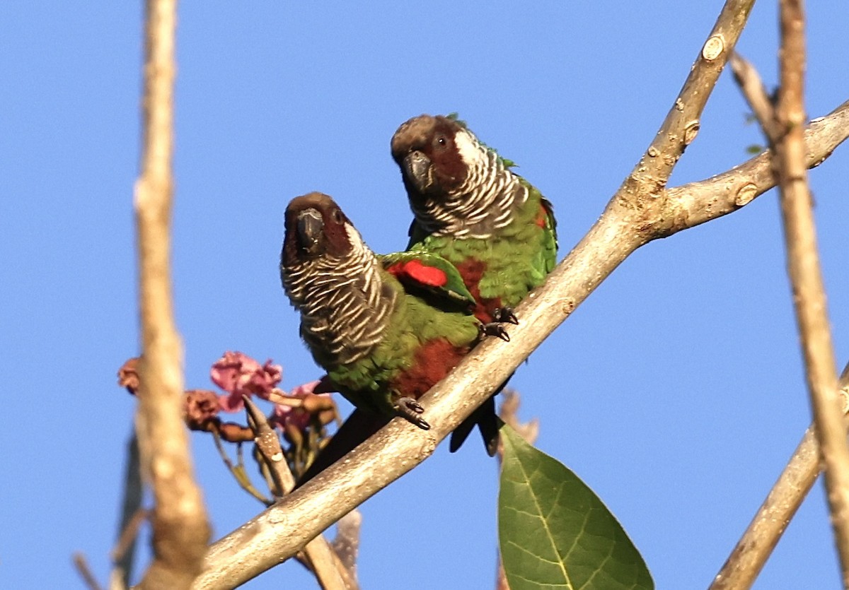 Gray-breasted Parakeet - ML643870535