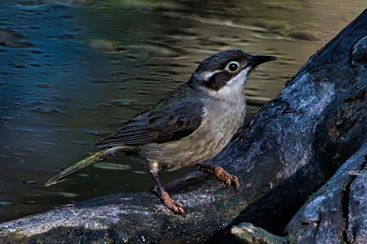 Brown-headed Honeyeater - ML643870540