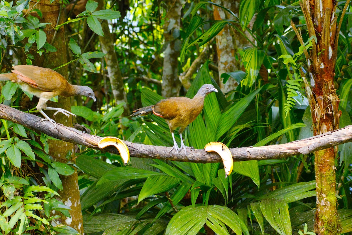 Gray-headed Chachalaca - ML643870541