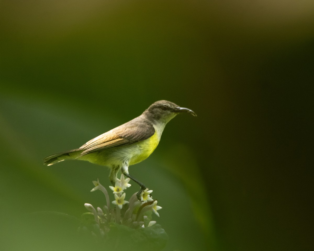 Purple-rumped Sunbird - ML643870543