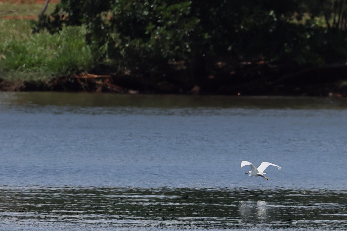 Snowy Egret - ML643870553