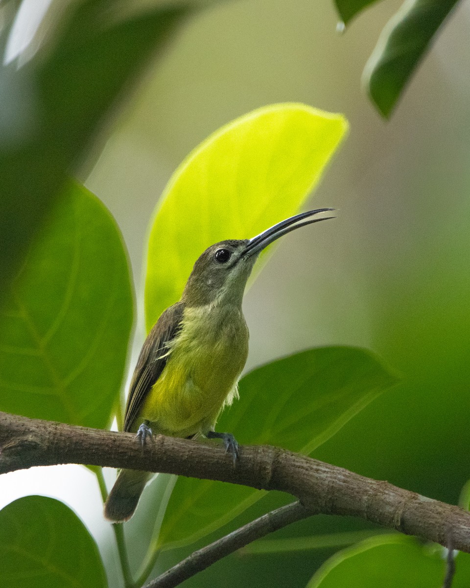 Little Spiderhunter - ML643870554