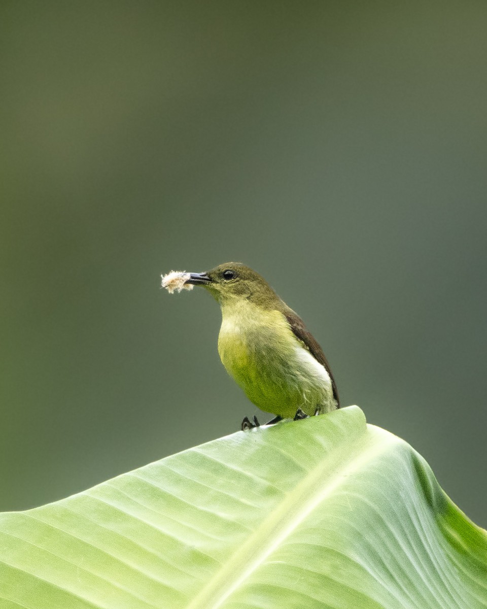 Crimson-backed Sunbird - ML643870556