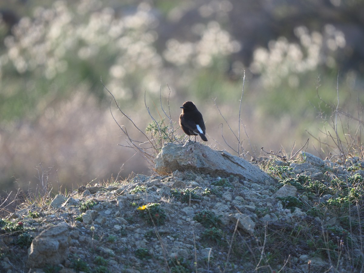 Black Wheatear - ML643870560