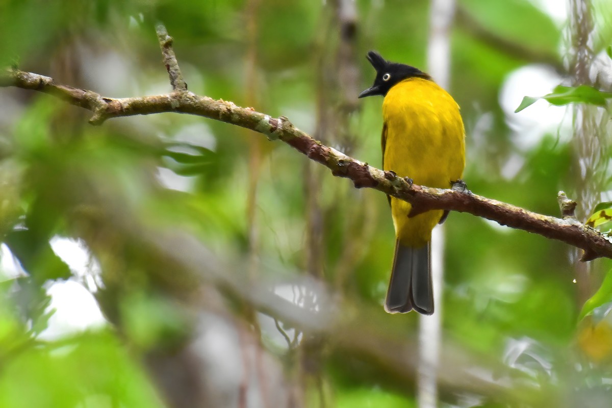 Black-crested Bulbul - ML643870582