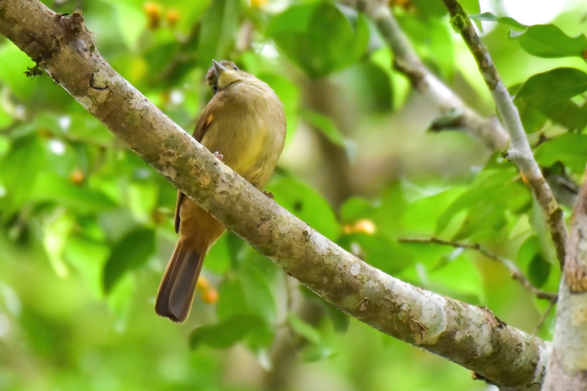 Olive Bulbul (Baker's) - ML643870593
