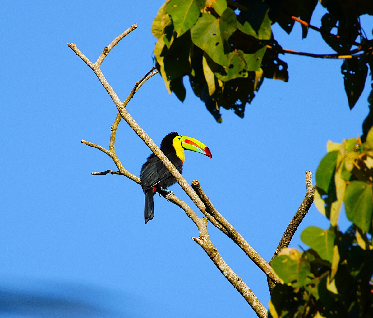 Keel-billed Toucan - ML643870594