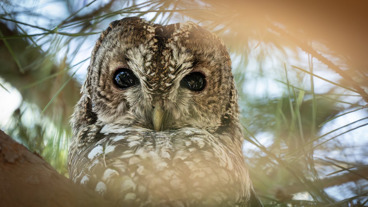 Tawny Owl (Maghreb) - ML643870601