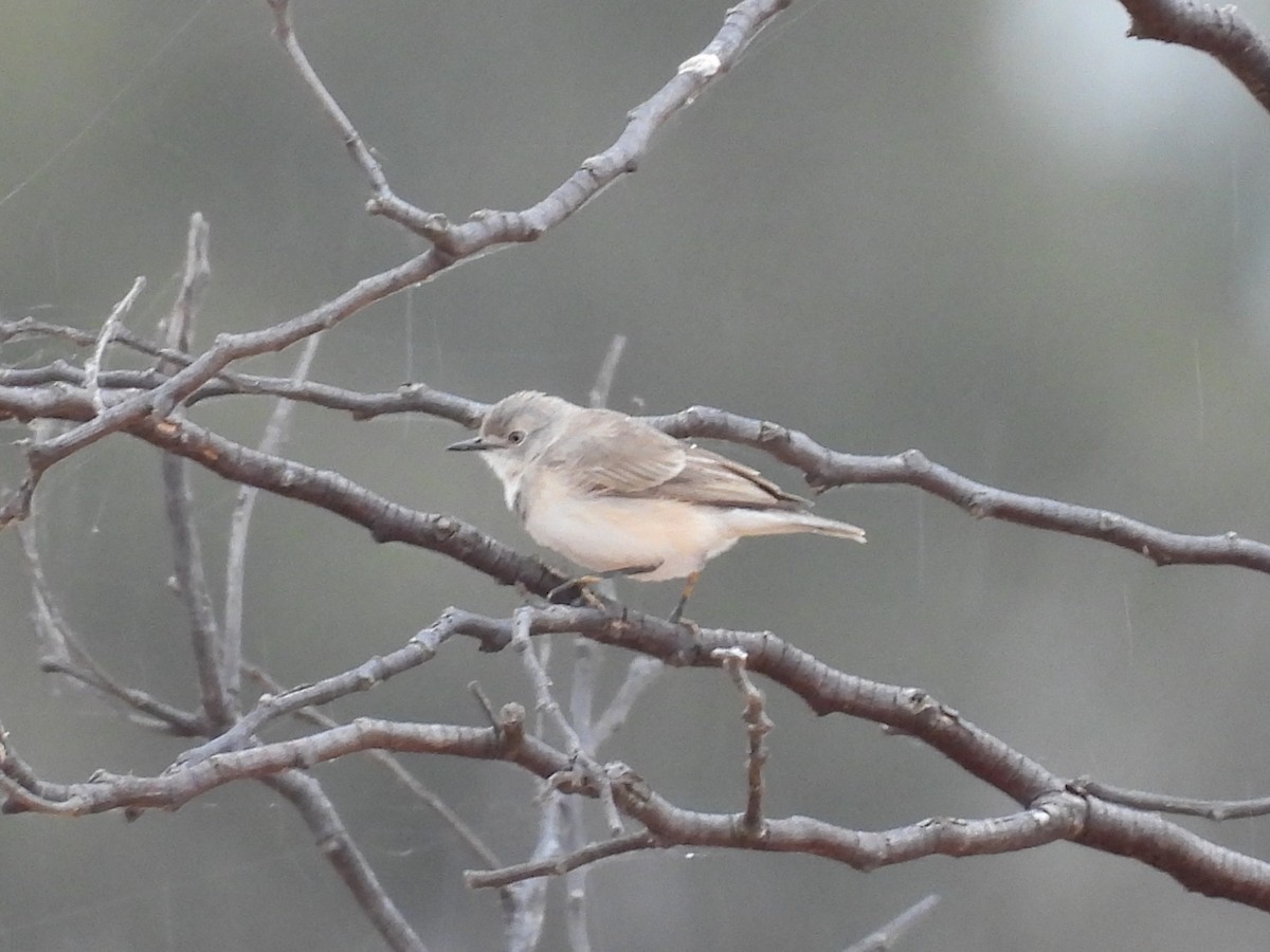 White-fronted Chat - ML643870629