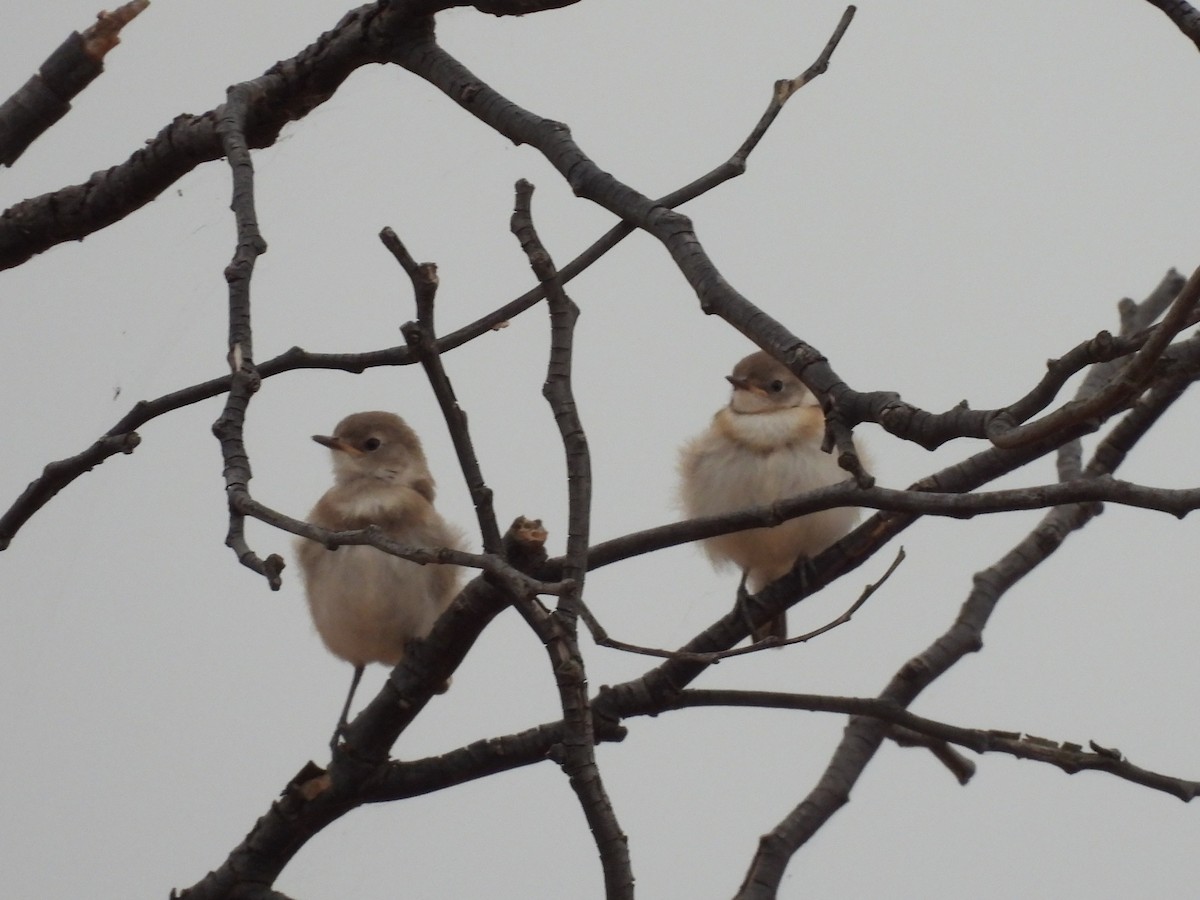 White-fronted Chat - ML643870630
