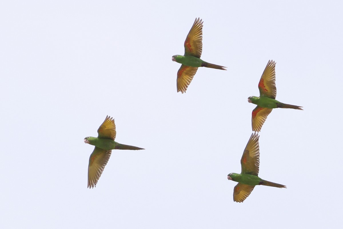 Conure pavouane - ML643870648