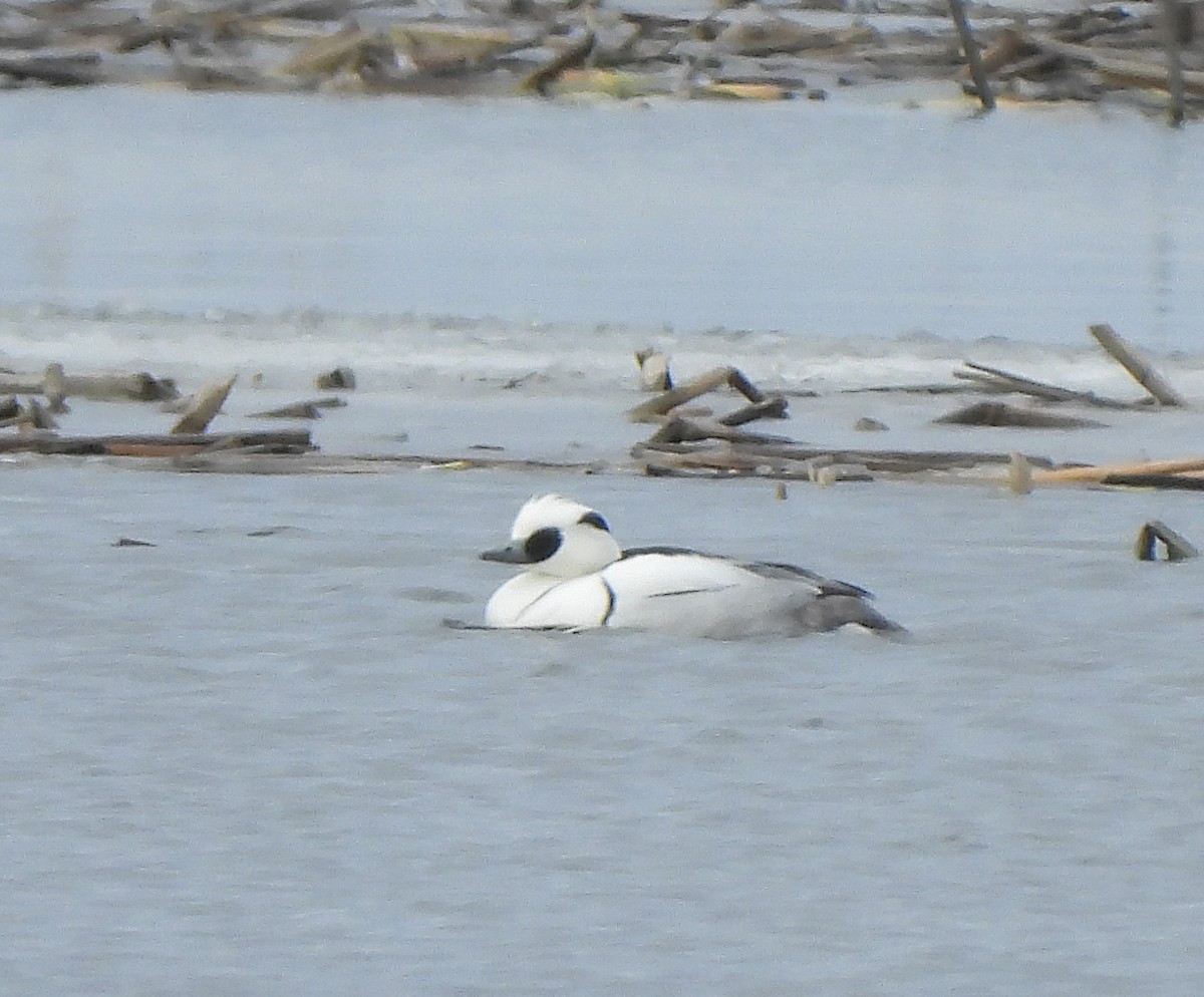 Smew - ML643870702