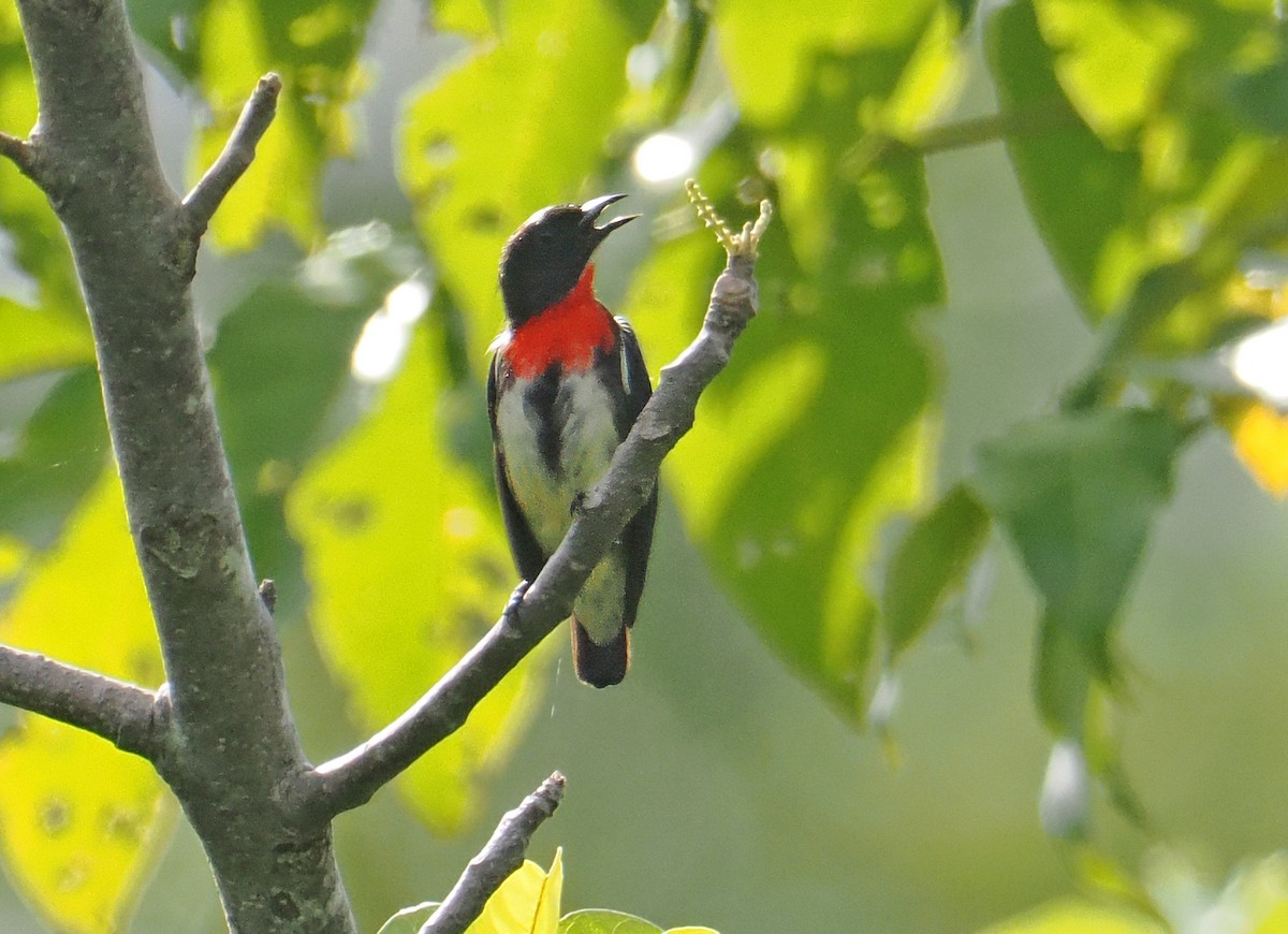 Gray-sided Flowerpecker (Gray-sided) - ML643870712
