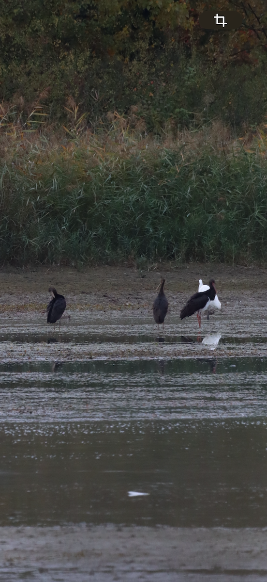 Black Stork - ML643870717