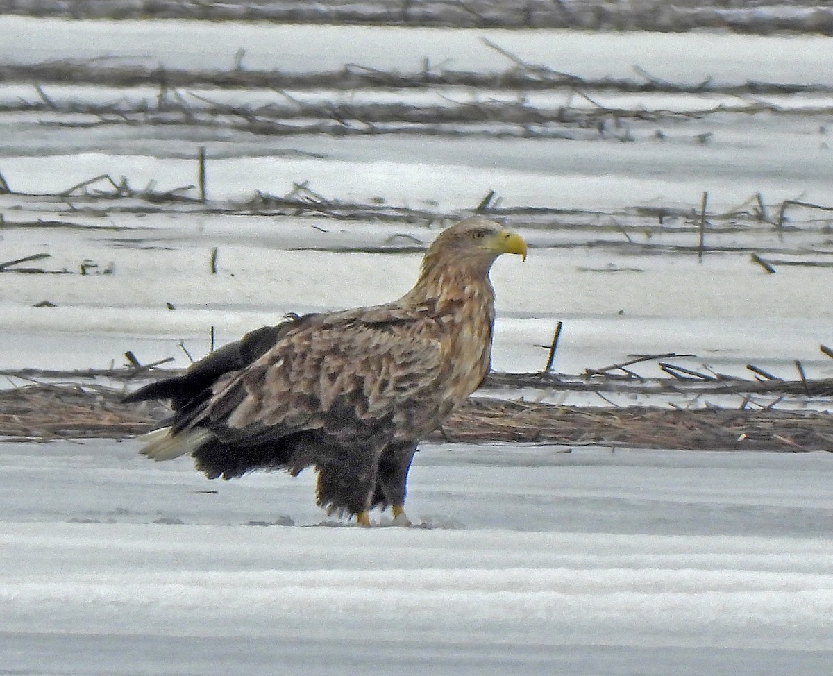 White-tailed Eagle - ML643870726