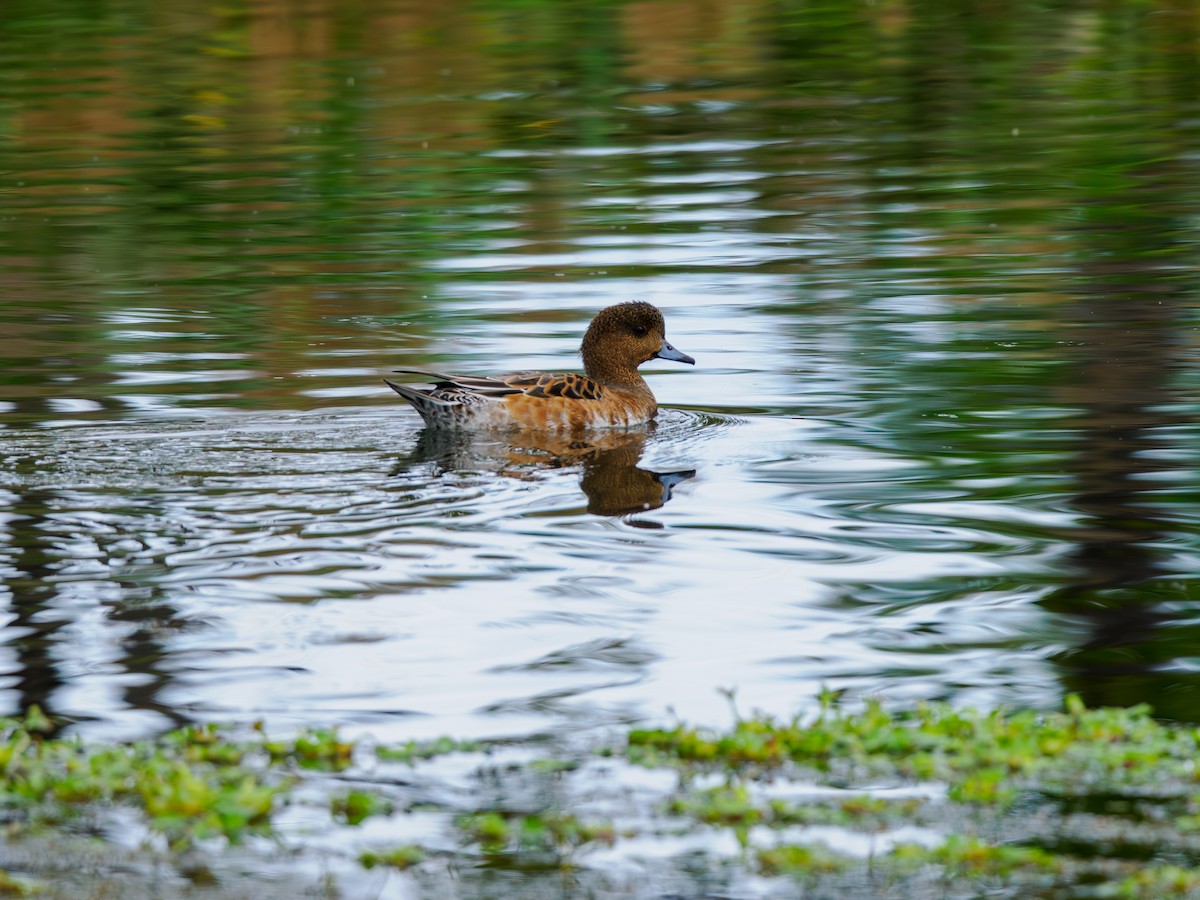 Eurasian Wigeon - ML643870745