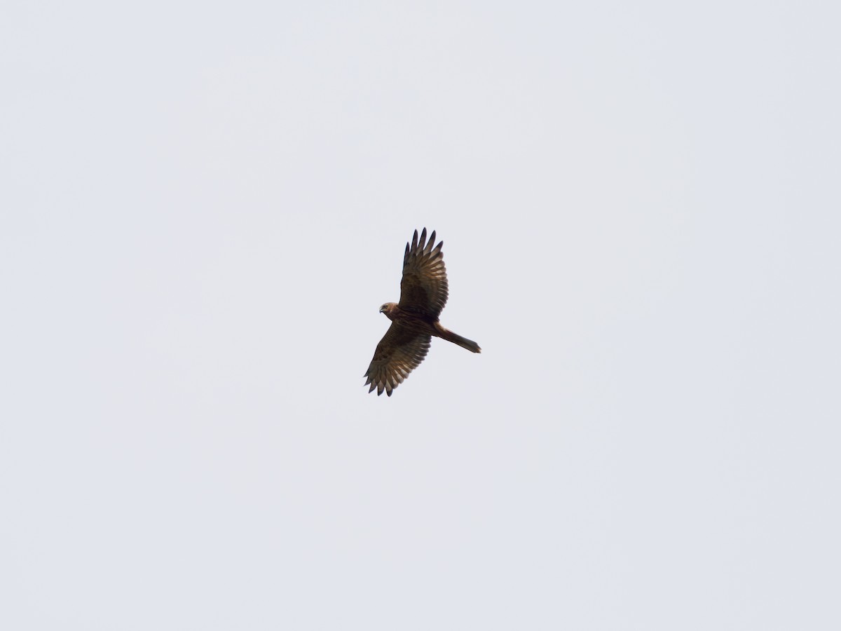 Eastern Marsh Harrier - ML643870748