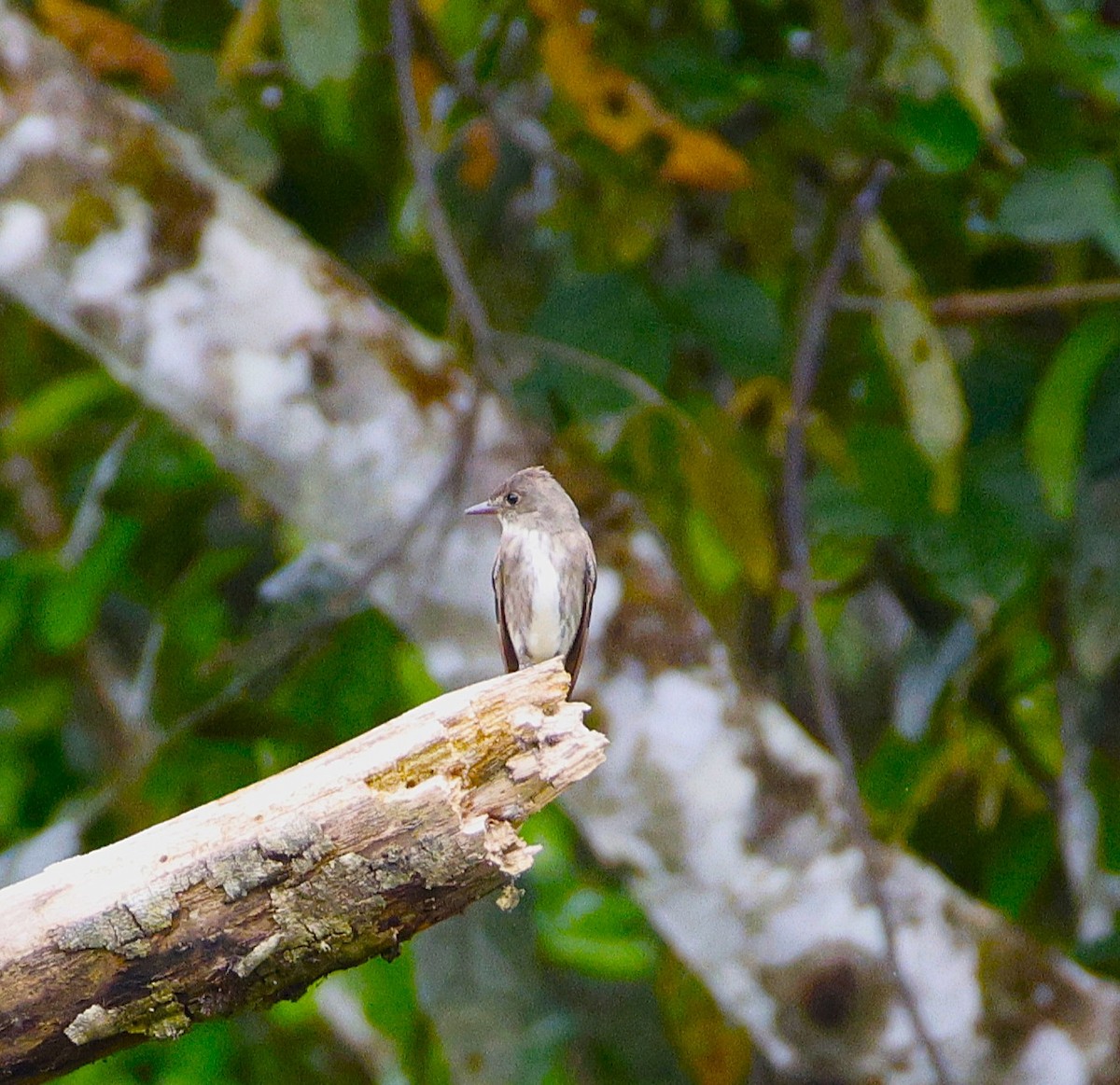 Olive-sided Flycatcher - ML643870751
