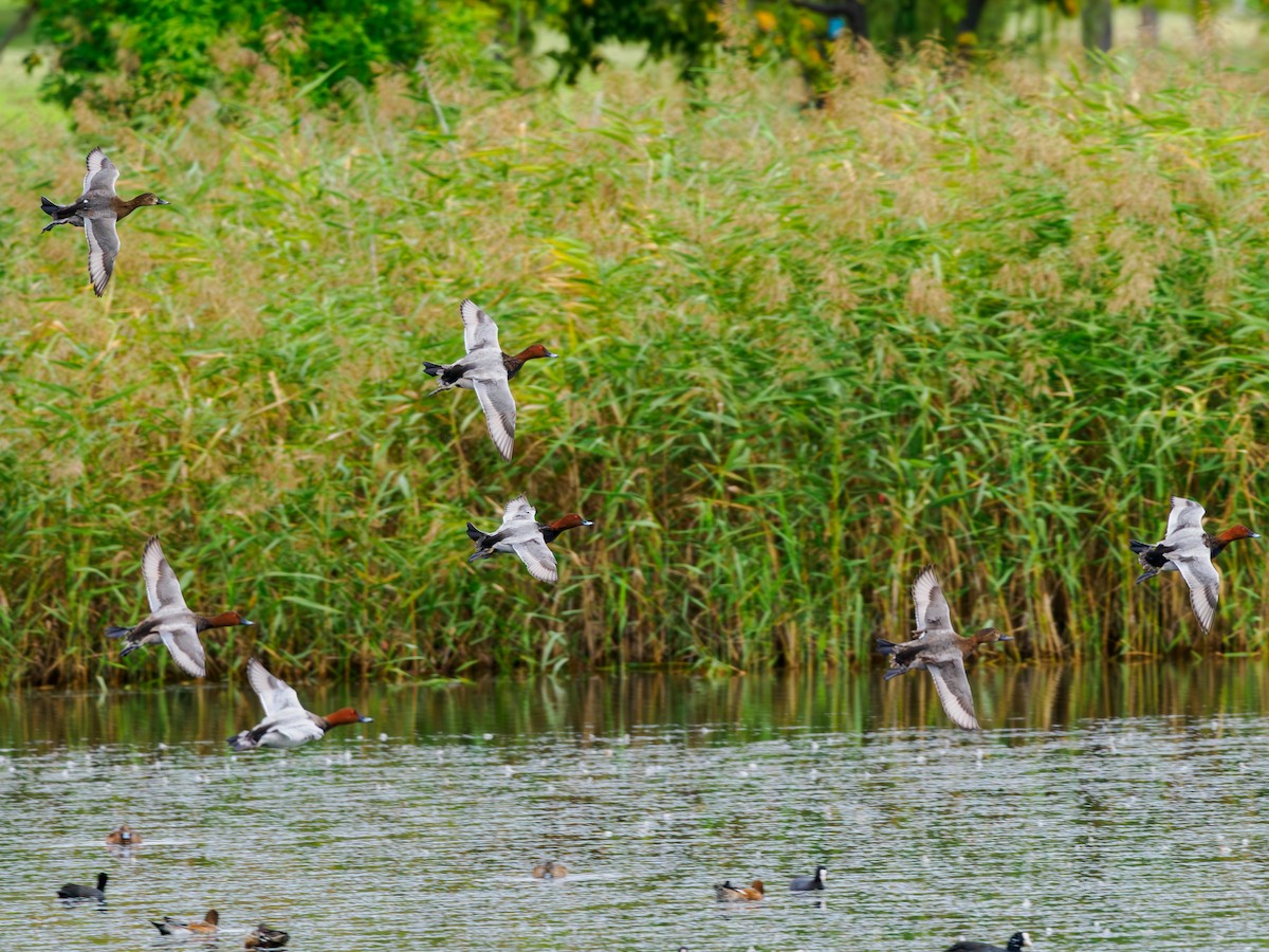 Common Pochard - ML643870761