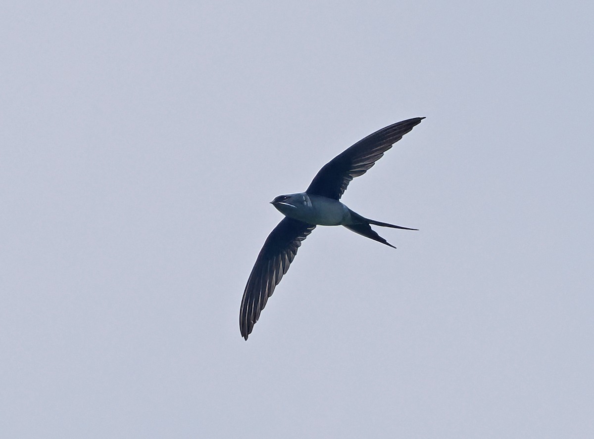 カンムリアマツバメ - ML643870762