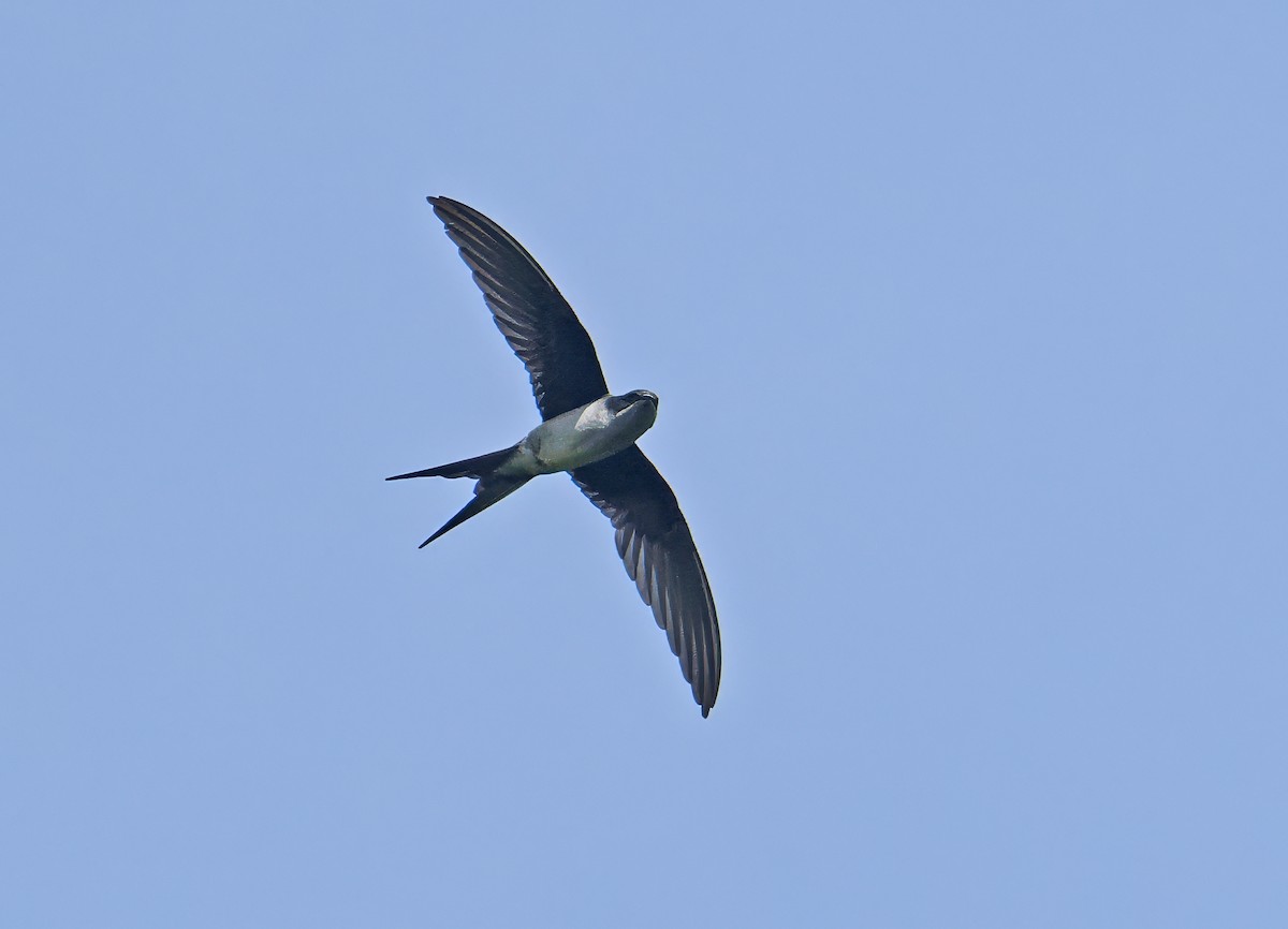 カンムリアマツバメ - ML643870763