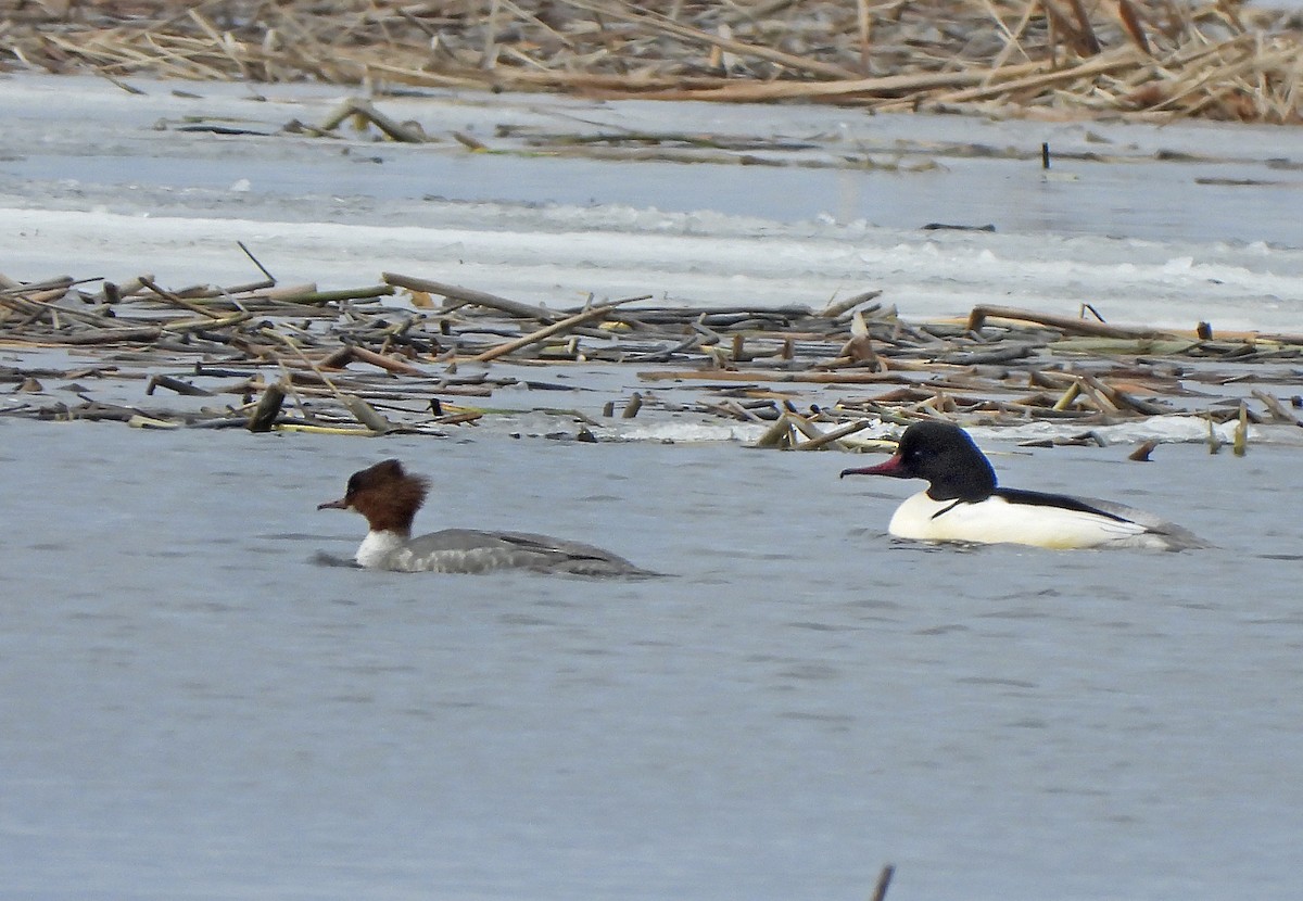 Common Merganser - ML643870764