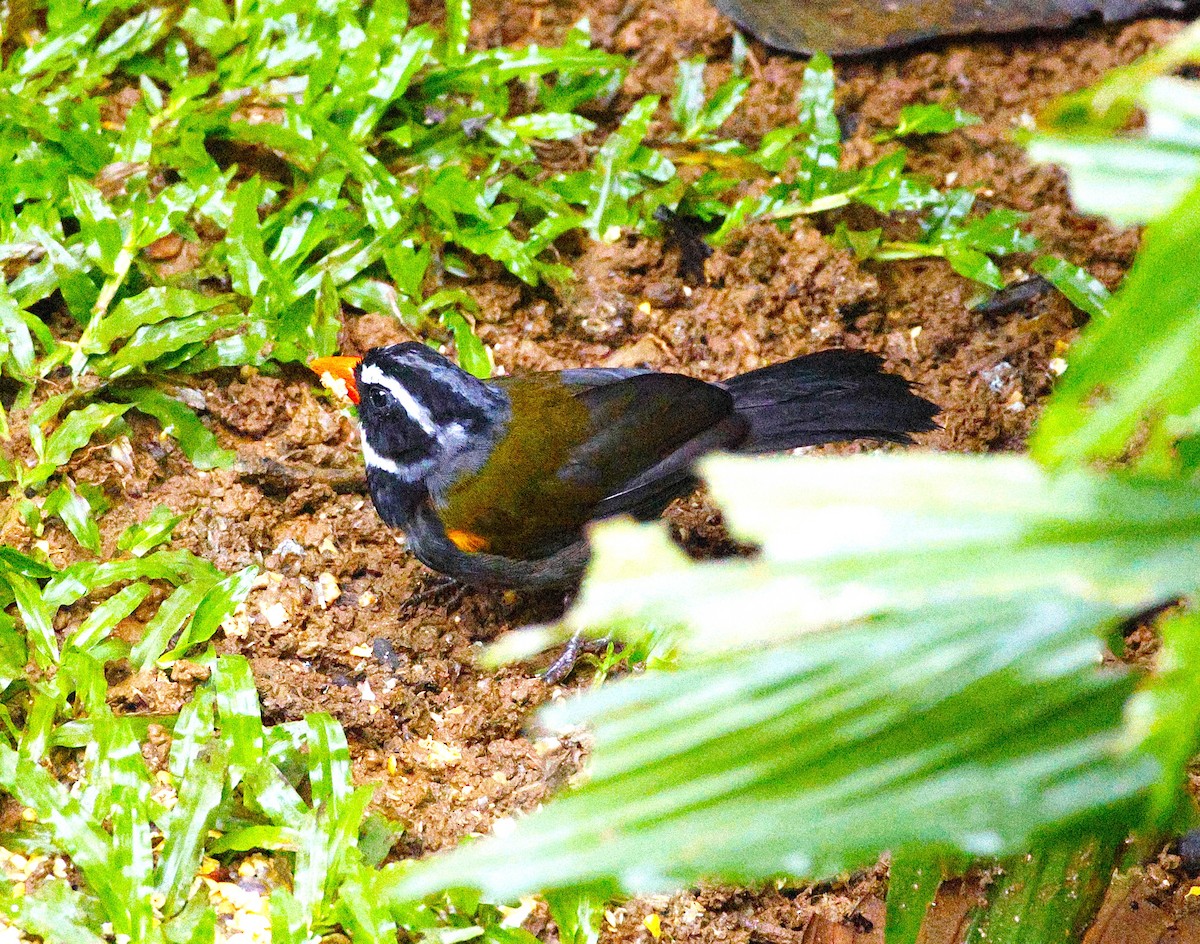 Orange-billed Sparrow - ML643870766