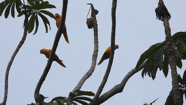 Conure dorée - ML643870767