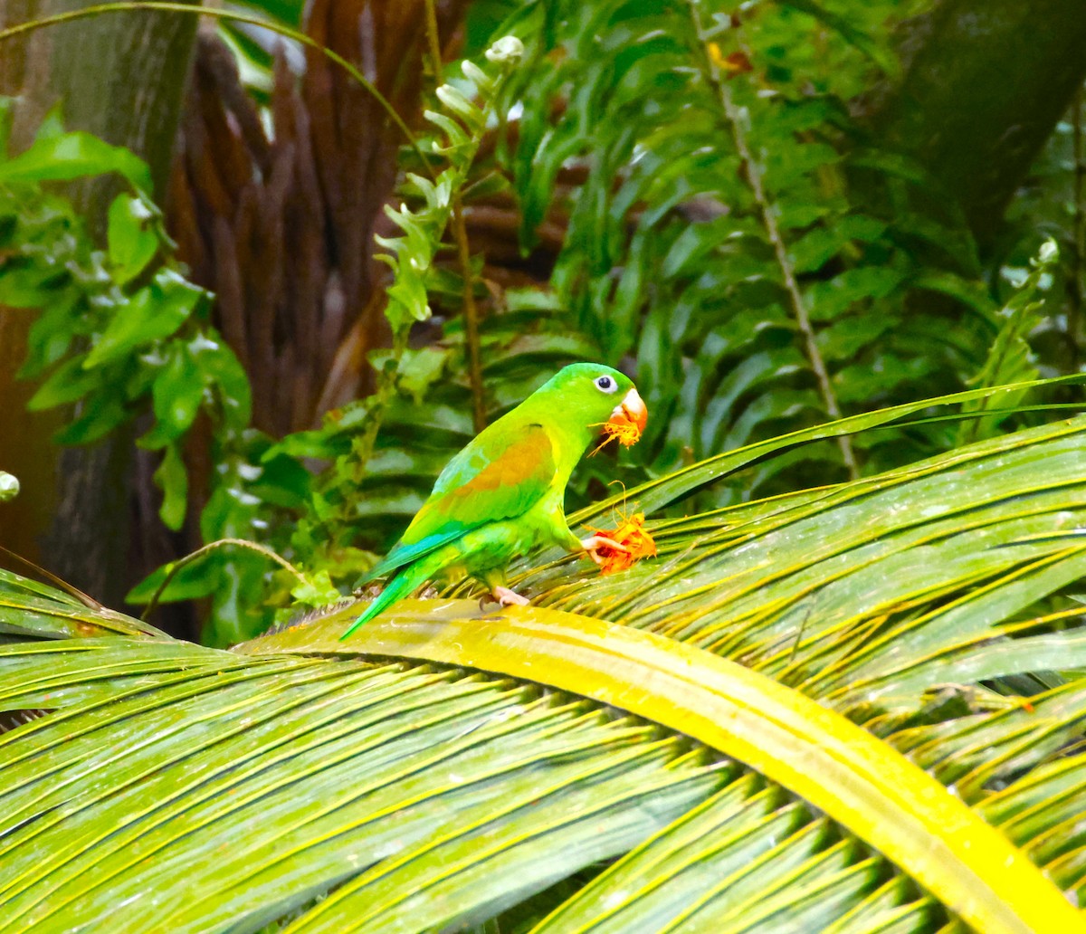 Orange-chinned Parakeet - ML643870781