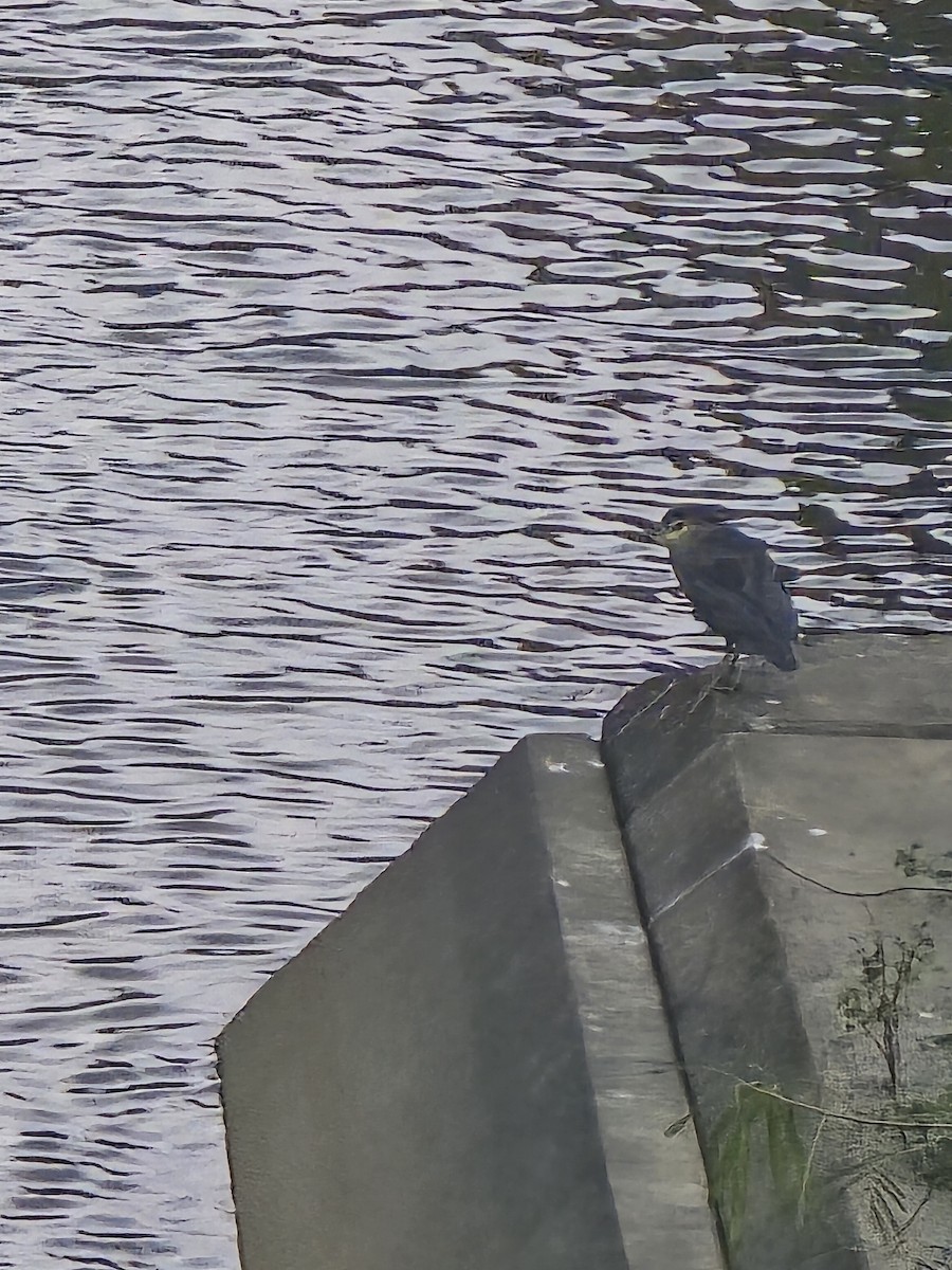 Black-crowned Night Heron - ML643870782