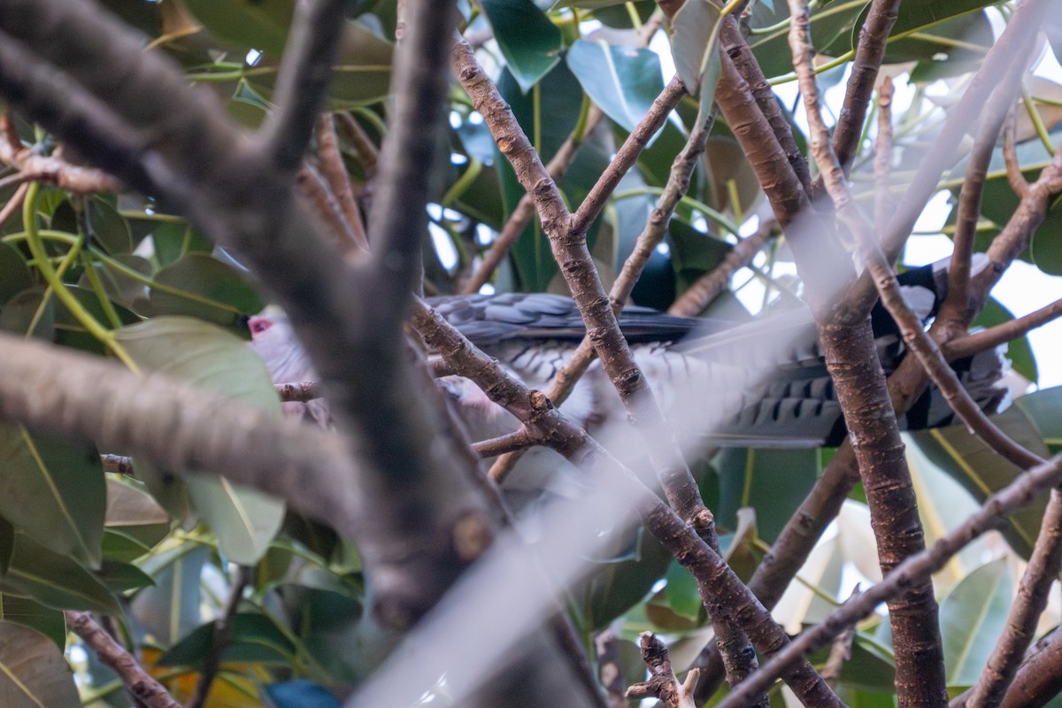 Channel-billed Cuckoo - ML643870785