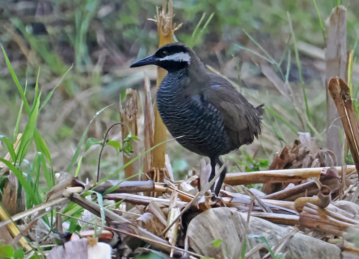 Barred Rail - ML643870793