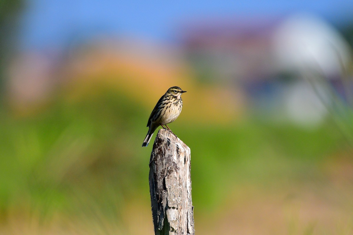 Rosy Pipit - ML643870794