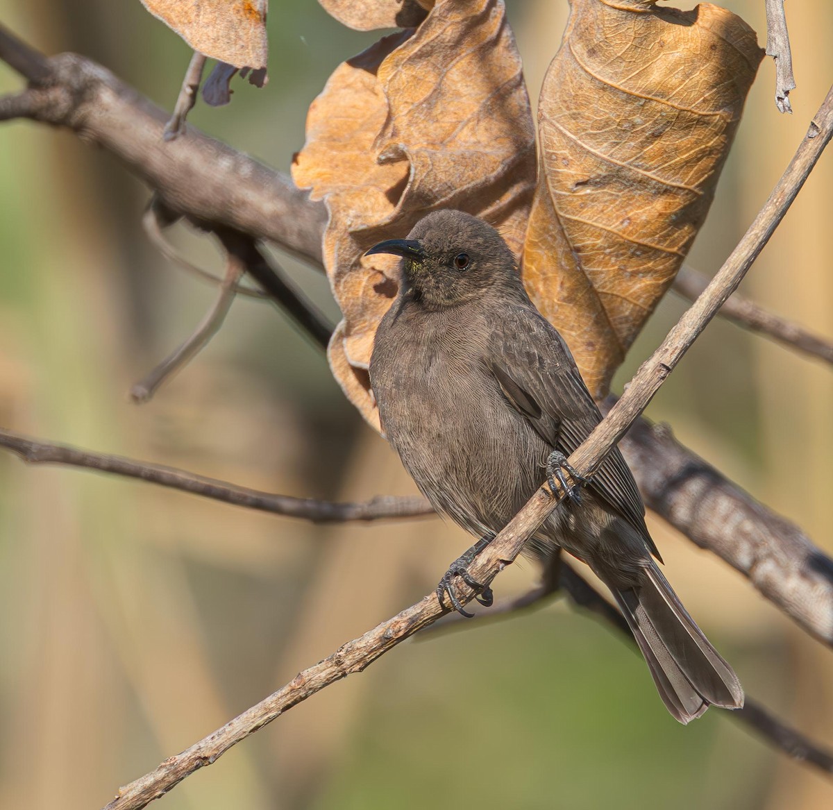 Dusky Myzomela - ML643870795